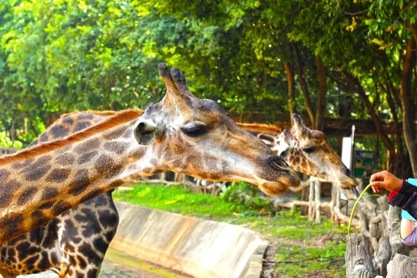 在动物园里的长颈鹿的头长颈鹿. — 图库照片