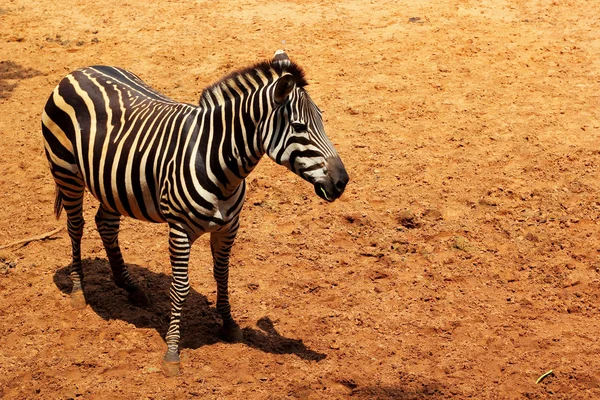 Zebra schwarz-weiß - auf dem Boden stehend. — Stockfoto