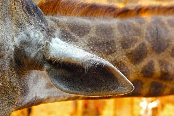 Girafa no Zoológico - Ouvido de girafa . — Fotografia de Stock