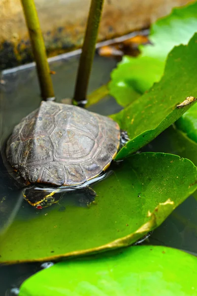 Kaplumbağalar lotus yaprağı üzerinde. — Stok fotoğraf