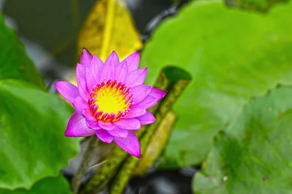 Flor de loto - flor púrpura en la naturaleza — Foto de Stock