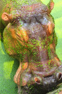 doğada su aygırı portre