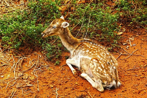 Siga ciervos en la naturaleza — Foto de Stock