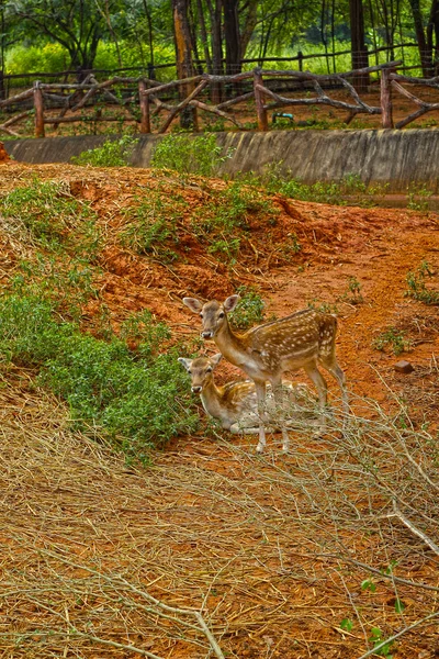 Ciervos sika en la naturaleza —  Fotos de Stock
