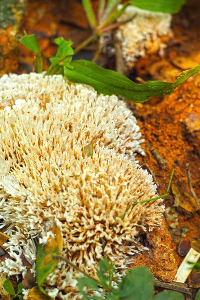 Funghi nella natura — Foto Stock