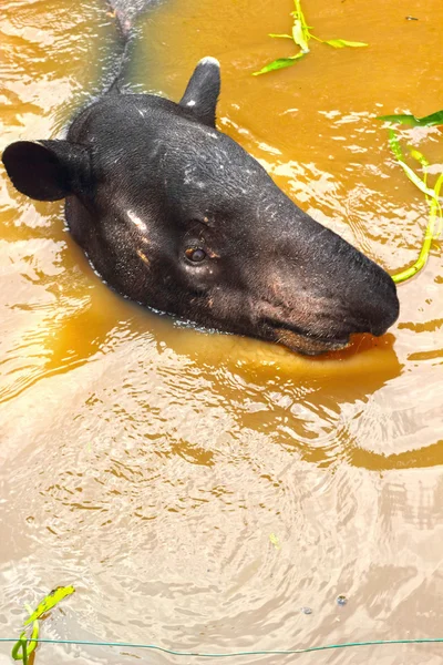 Tapir in het meer — Stockfoto