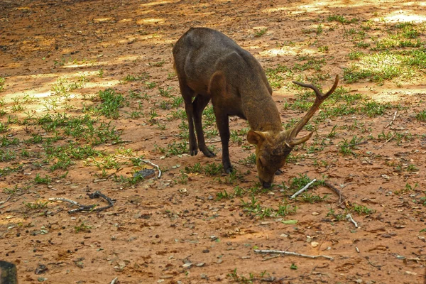 シカの枝角の角の 1 つがあります。自然の中で — ストック写真