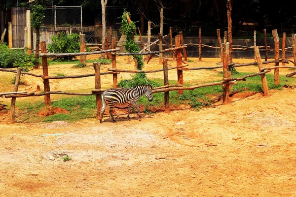 Zebra in de natuur — Stockfoto