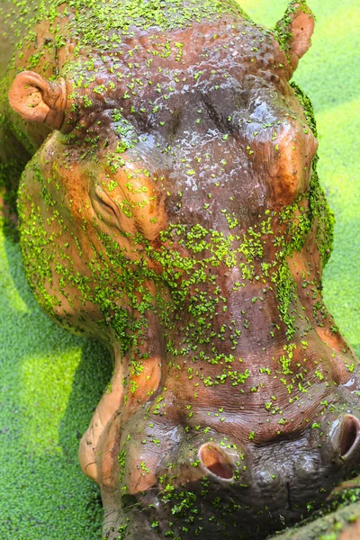 Hippo porträtt i naturen — Stockfoto