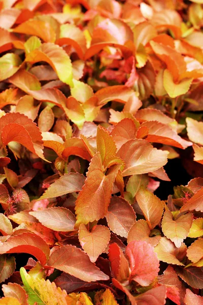 Rosa blad - i naturen. — Stockfoto