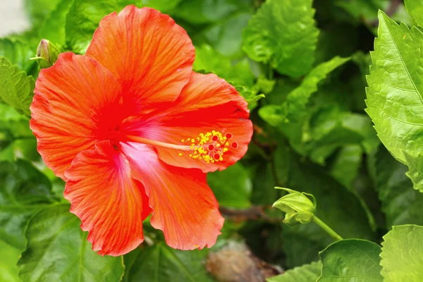 Flores de hibisco - flor de laranja na natureza — Fotografia de Stock