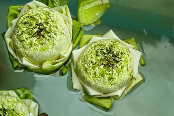 Цветок лотоса - белый цветок в природе — стоковое фото