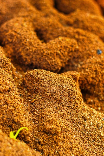 Nido di formica nella natura — Foto Stock