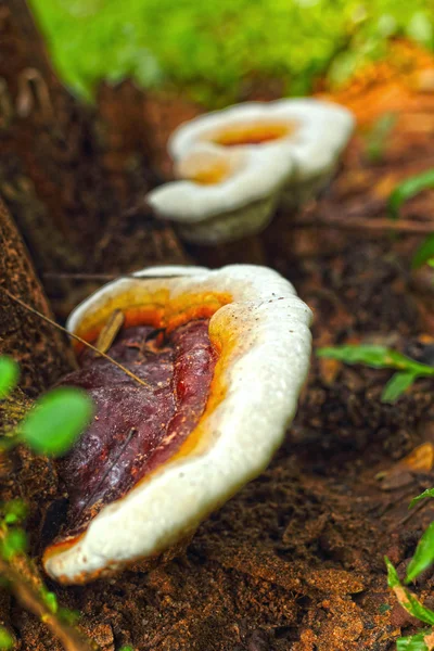 Лінчжі lucidum - Лінг чжі гриб. — стокове фото