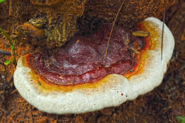 Ganoderma lucidum - ling zhi grzyb. — Zdjęcie stockowe