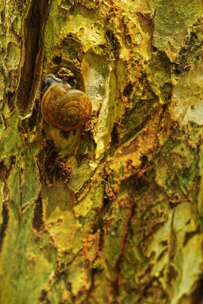 Groupe d'escargots rampant sur un arbre — Photo