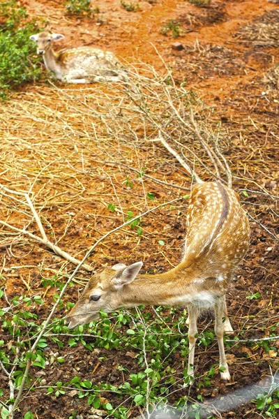 Ciervos sika en la naturaleza — Foto de Stock