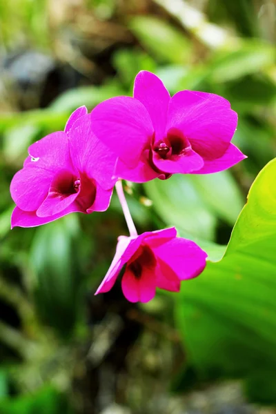 Рожева квітка орхідеї в природі — стокове фото