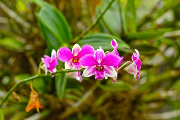 Fiore di orchidea rosa in natura — Foto Stock