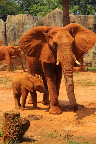 Elephant. Mother with Baby Elephants Walking Outdoors. — Stock Photo, Image