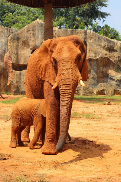 Olifant. moeder met baby olifanten lopen buiten. — Stockfoto