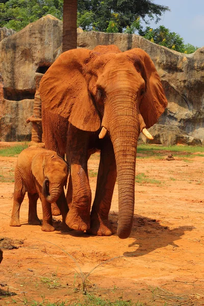 Elephant. Mother with Baby Elephants Walking Outdoors. — Stock Photo, Image