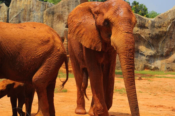 Elefante. Mãe com elefantes do bebê andando ao ar livre . — Fotografia de Stock