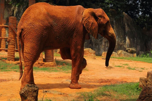 Elefant. Elefanten gehen im Freien. — Stockfoto