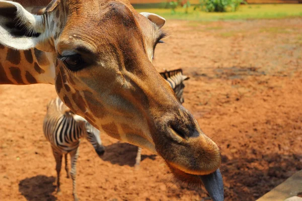 Girafe au zoo - Tête de girafe . — Photo