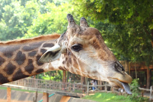 Żyrafa w zoo - głowy żyrafa. — Zdjęcie stockowe