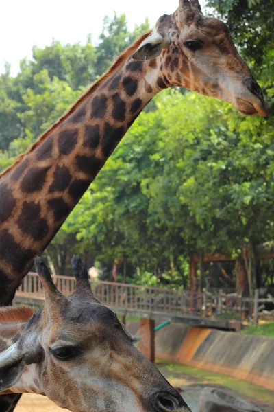 Girafa no Zoológico - Cabeça de girafa . — Fotografia de Stock