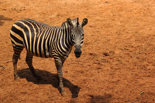 Zebra v přírodě — Stock fotografie