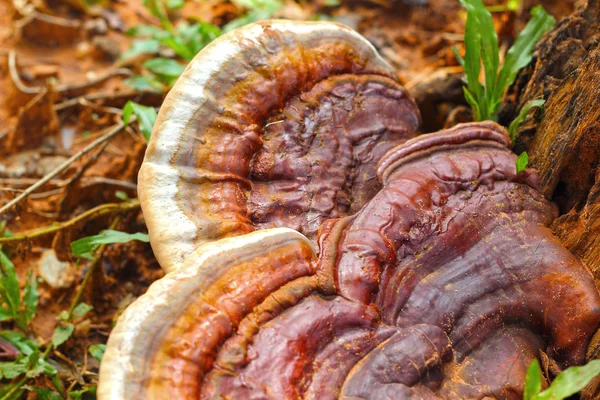 Ganoderma lucidum - ling zhi grzyb. — Zdjęcie stockowe