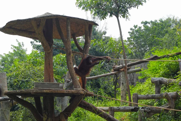 Gorilla staande met een touw in de natuur. — Stockfoto