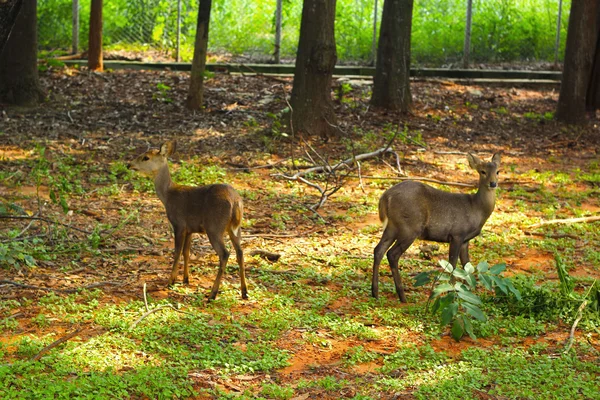 Jeleni krásné sedí na zemi v zoo. — Stock fotografie