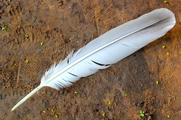 Bird feather - dropped on the floor. — Stock Photo, Image