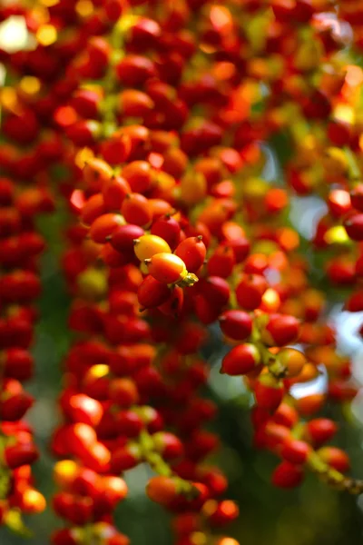 Boules rouges de betel mûres - palmier bétel sur arbre . — Photo