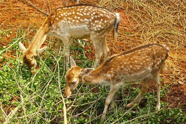 滋賀県鹿の自然の中で — ストック写真