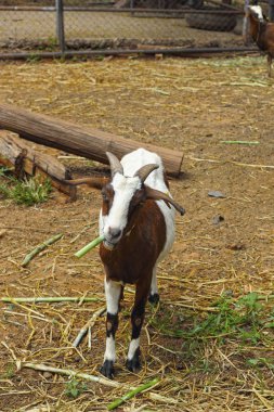 keçi portre bir hayvanat bahçesi.