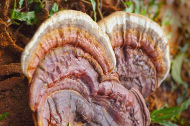 Ganoderma Lucidium - ling zhi mantar.
