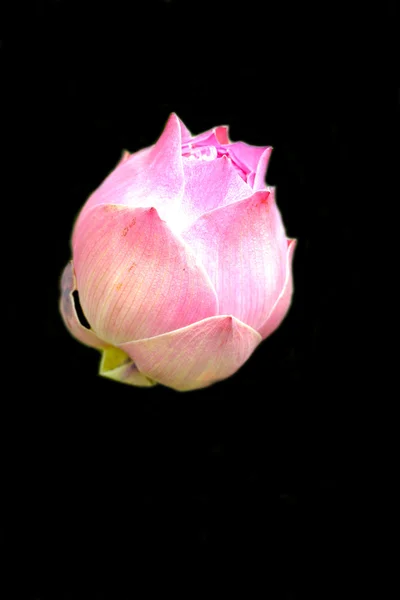 Lótusz virág - rózsaszín virág a természetben — Stock Fotó