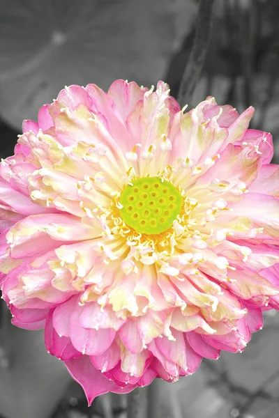Lótusz virág - rózsaszín virág a természetben — Stock Fotó