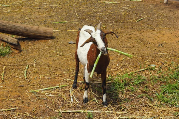 Retrato de cabras en un zoológico . — Foto de Stock