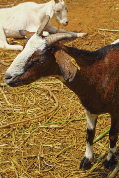 Retrato de cabras en un zoológico . — Foto de Stock