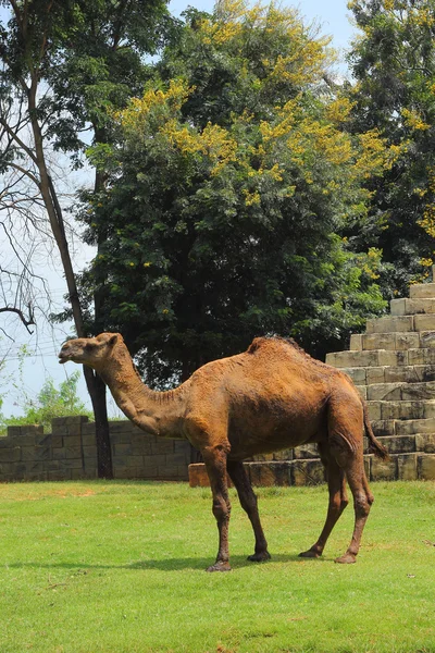 Camello de pie en el zoológico . — Foto de Stock