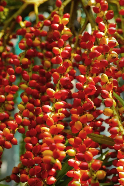 Noz de betel madura bolas vermelhas - palma de betel na árvore . — Fotografia de Stock