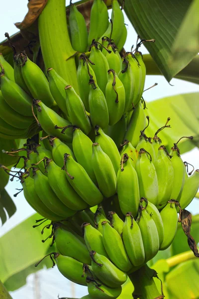 Albero di banana con un mazzo di banane — Foto Stock