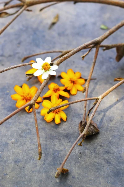 白と黄色の花と枝. — ストック写真