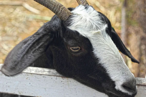 Goats portrait in a zoo. — Stock Photo, Image