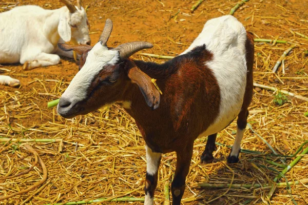 Retrato de cabras en un zoológico . — Foto de Stock